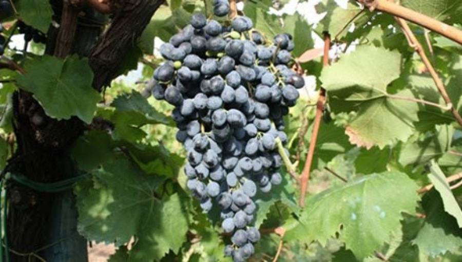 Nuove varietà nel Registro nazionale delle uve da vino