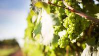 Spain: Government approving reduction of grape insurance costs