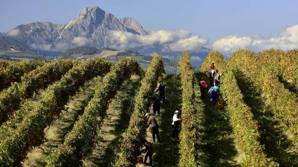 Vini d'Abruzzo, export in crescita (+10%)