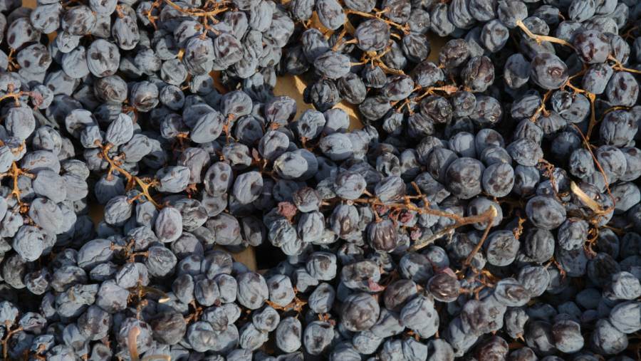 Avviato il percorso di candidatura a patrimonio Unesco della “Messa a riposo delle uve” in Valpolicella