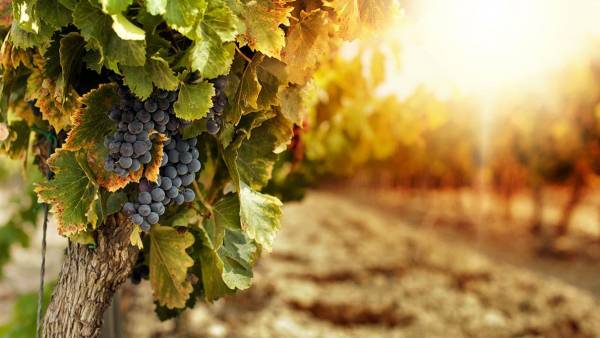 La viticoltura che tenta di invertire il cambiamento climatico