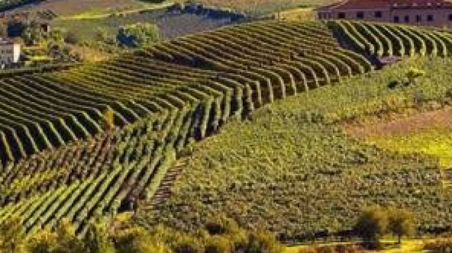 Le tecnologie del Politecnico di Torino al servizio delle produzione viticole del Piemonte