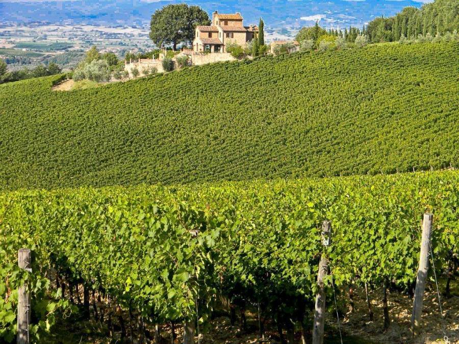 Modifiche al disciplinare di produzione dei vini a DOCG Vino Nobile di Montepulciano