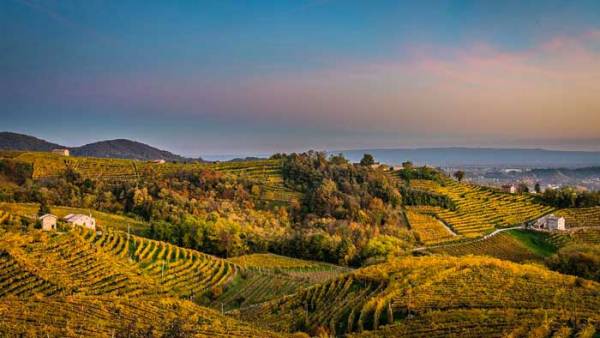 Vendite online: in Germania al top Lugana, Prosecco e Primitivo tra i vini italiani