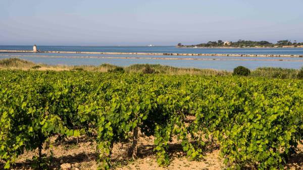 Consorzio di Tutela Vini Doc Sicilia prosegue il progetto per valorizzare il germoplasma viticolo