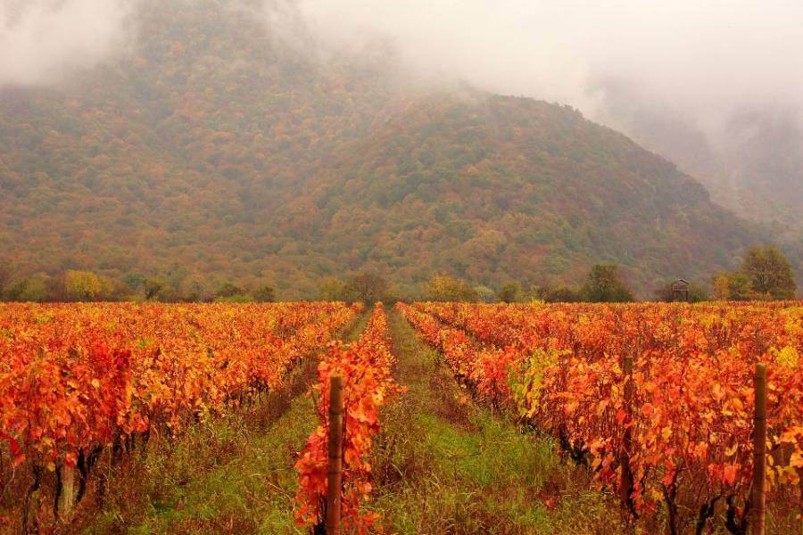 Georgia: sostegno ai produttori vinicoli nella ricerca di nuovi mercati