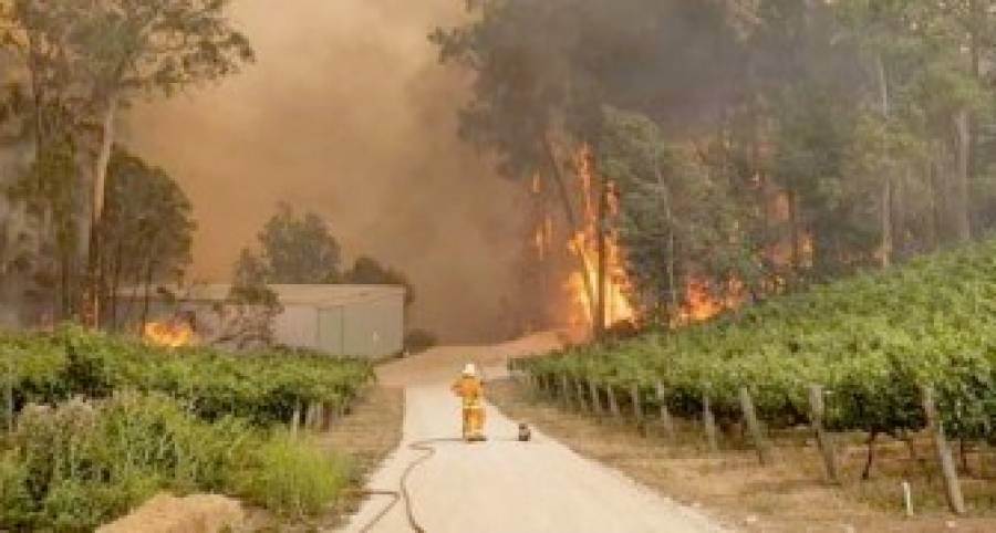 Un&#039;asta di grandi vini per l&#039;Australia devastata dagli incendi