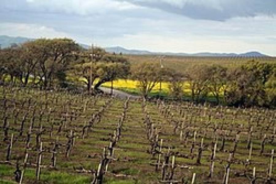 United States: Viticulturists on impacts of climate change on wine country