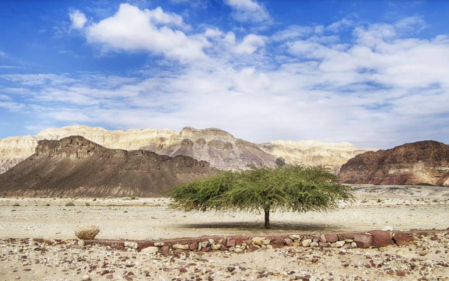 Nel deserto del Negev i resti di antiche varietà di uva resistenti al clima arido