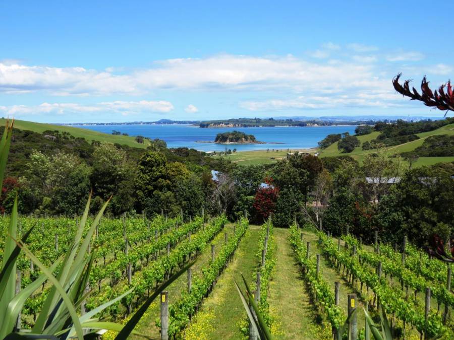 Export record per i vini neozelandesi