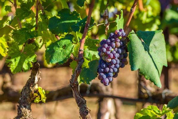 Australia: Emissions reduction roadmap to reduce wine sector carbon emissions by 40+ % by 2030