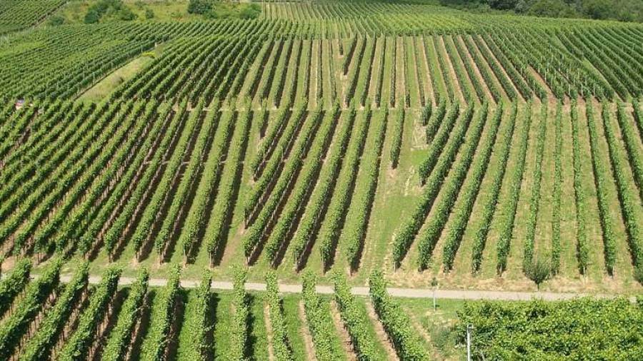 Spain: Adapting vineyards to a changing climate