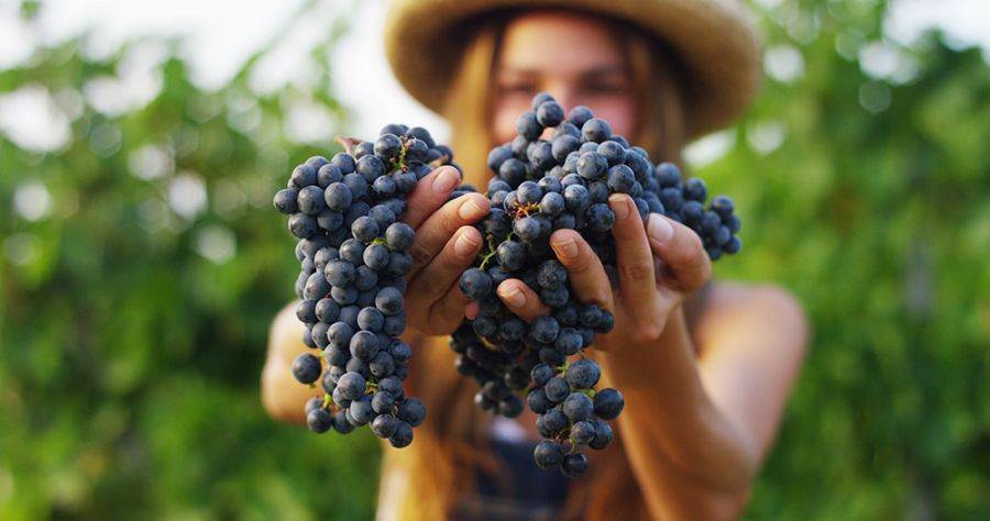 Wine Intelligence: nel futuro sempre più vino sostenibile, biologico e a basso contenuto di alcol