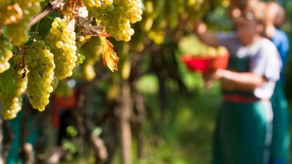Circolare Agea: le misure per il sistema di autorizzazioni degli impianti viticoli