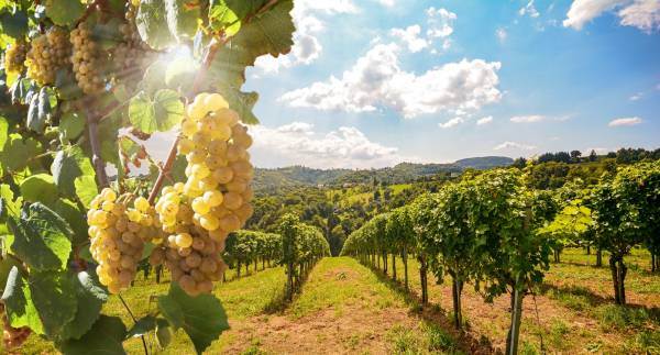 Will global warming change the taste of wine?