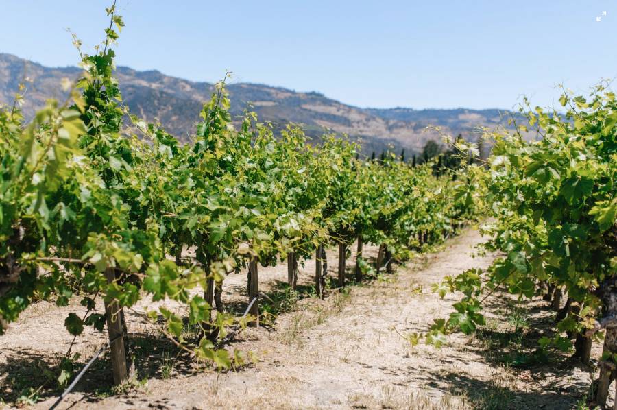 United States: Heavy rains aided California’s wine sector
