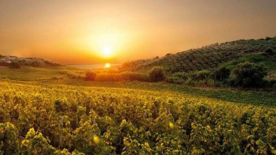La Calabria del vino: nuovo sud, fresco sud