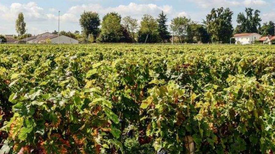 Francia, al via uno studio sull&#039;esposizione ai pesticidi nelle aree viticole