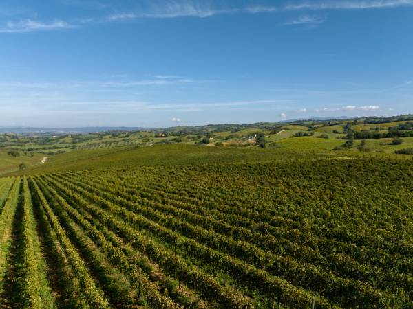 L’Argentina dà via libera alla produzione del vino senza alcol