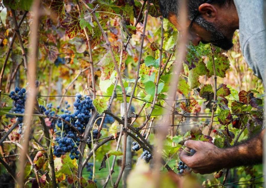 Nuovo studio europeo sull&#039;impatto del clima sulla viticoltura