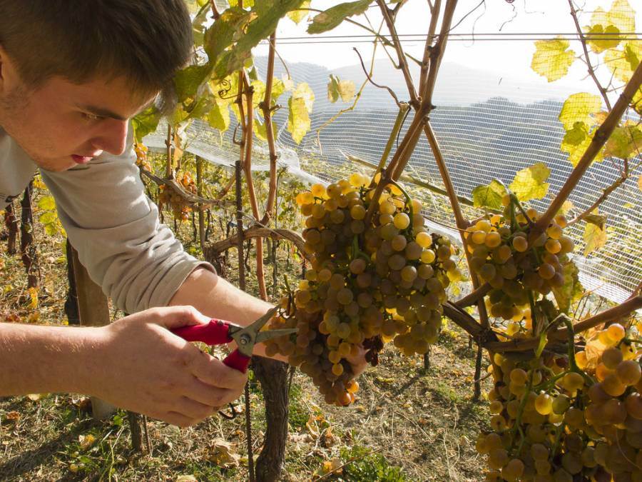 Pubblicato il vademecum vendemmiale ICQRF per la campagna vitivinicola 2021/2022
