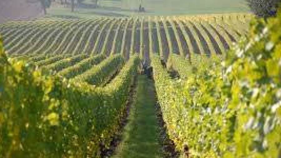 Gallinella: Italia presto primo Paese con sostenibilità della filiera vitiviticola certificata