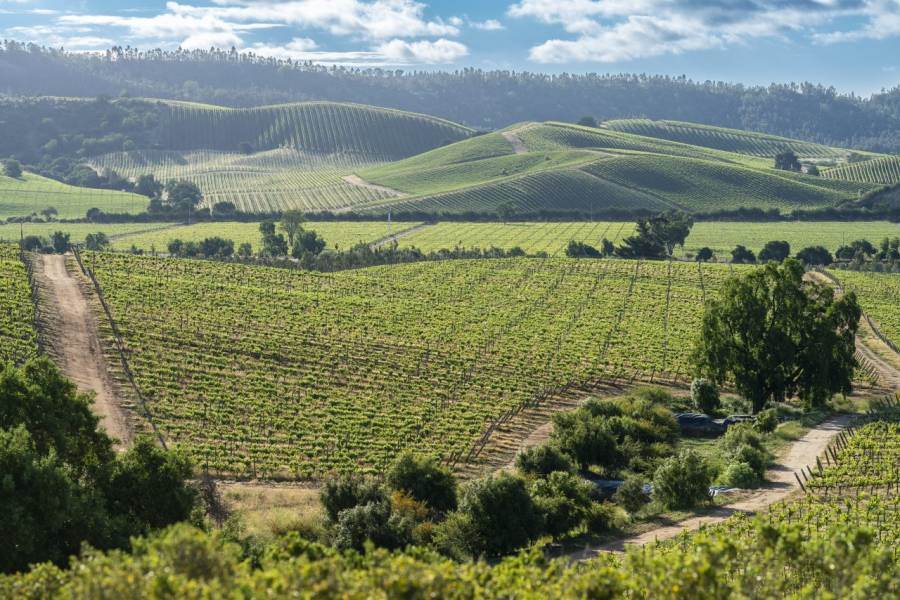 Cile: sovraimpianti, siccità e persino conigli spingono i viticoltori a sud di Casablanca