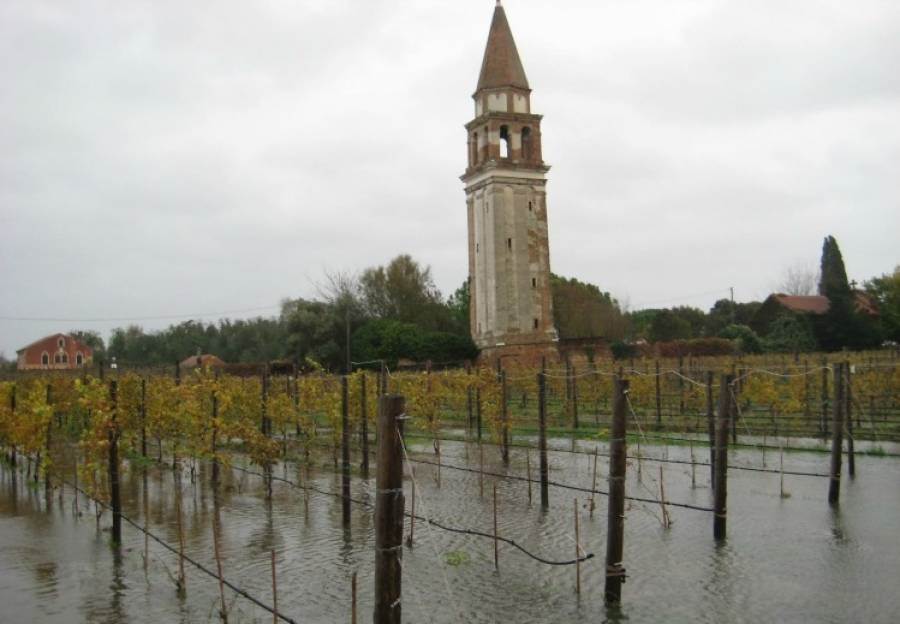 Venezia: l&#039;acqua alta &quot;salva&quot; le vigne