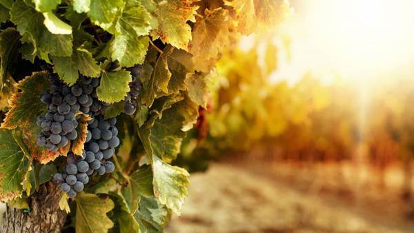Climate change causes Spain’s wine harvest to move from September to August