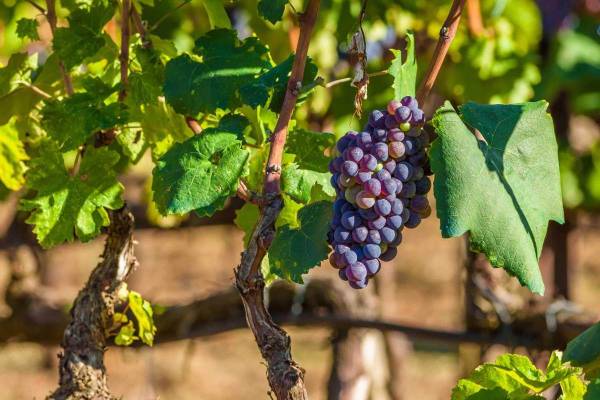 Produzione globale di vino: nel 2023 il minimo storico da 62 anni