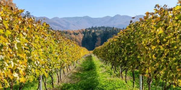 Osaka, Nagano e Yamagata, tre nuove IG per i vini giapponesi