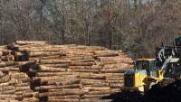 United States: Future of white oak used by bourbon sector appears dire