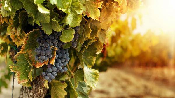 Pubblicato il disciplinare di certificazione della sostenibilità della filiera vitivinicola