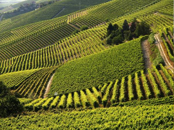 Rapporto Ismea sull’innovazione vitivinicola: soluzioni agritech e agricoltura digitale