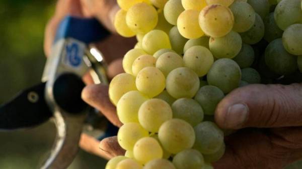 Turismo del vino: l’Italia si conferma al primo posto in Europa