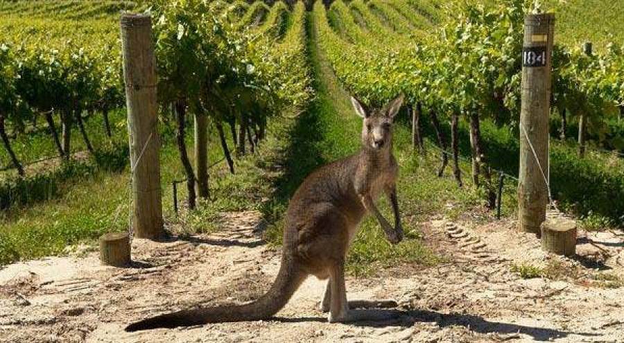 I vini australiani verso nuovi mercati dopo i dazi cinesi: bene Singapore e Corea del Sud