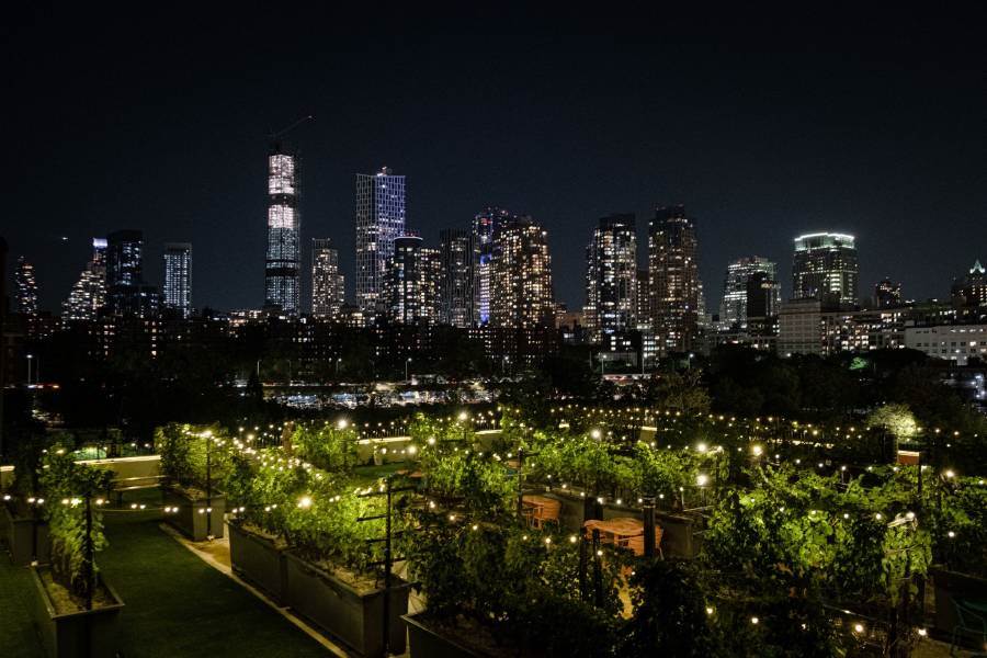 La Urban Vineyards Association si allarga oltreoceano: vigna sui tetti di Brooklyn
