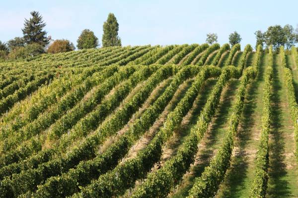 Il vino europeo, pilastro dell'economia, dello sviluppo rurale e della tutela ambientale dell'Ue