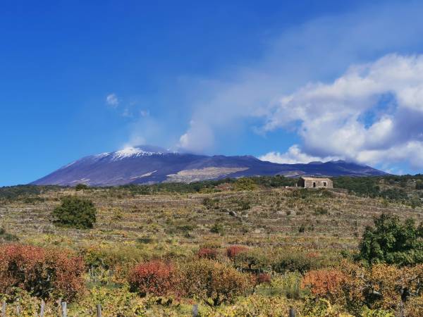 Etna Doc, un 2022 da record per l'imbottigliato
