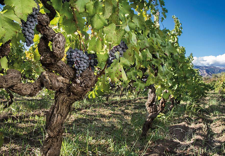 Approvate le modifiche al disciplinare di produzione dei vini a Doc Etna