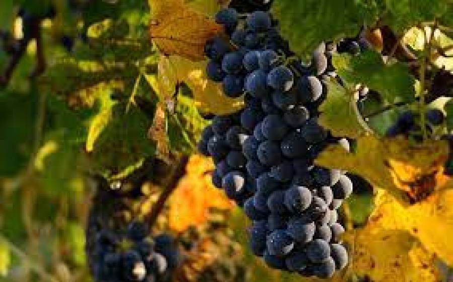 Modificato il disciplinare di produzione dei vini a DOC Barbera d’Alba