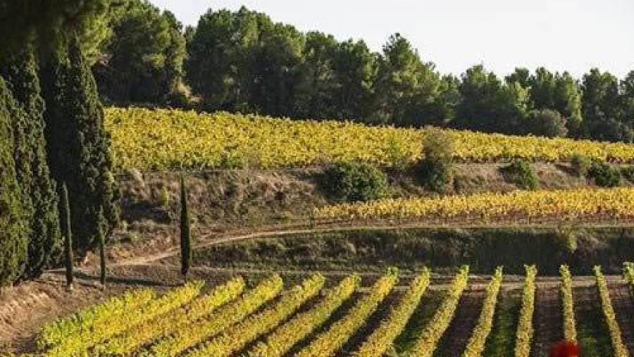 Ecco le prime regole sulla certificazione di sostenibilità della filiera vitivinicola