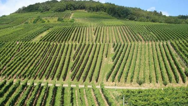 Mipaaf pubblica le superfici da adibire a nuovi impianti viticoli per il 2022