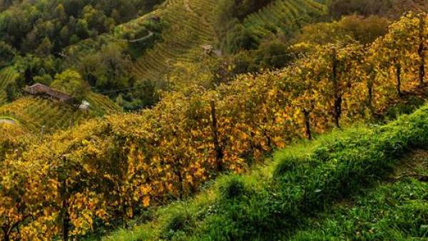Crisi idrica in Nord Italia: le preoccupazioni dei Consorzi sulla situazione vitivinicola