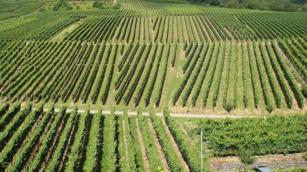 La viticoltura è il settore agricolo in più rapida crescita nel Regno Unito