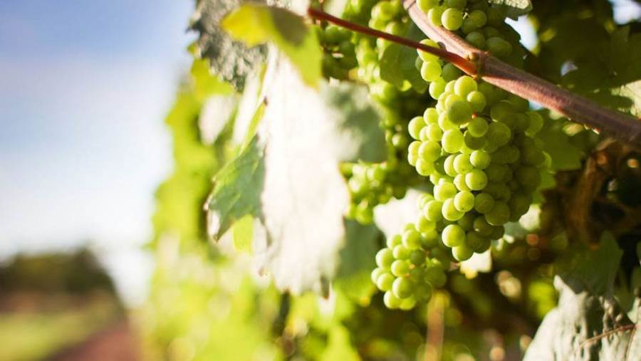 Vite e Vino: arriva l’“Atlante delle parentele dei vitigni italiani&quot;
