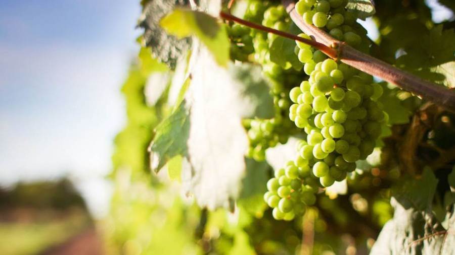 Fondazione SOStain, la Sicilia del vino sempre più &quot;green&quot;