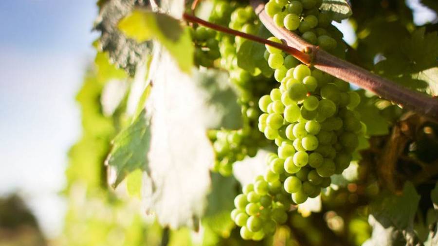 Gene study finds grapes first domesticated 11,000 years ago