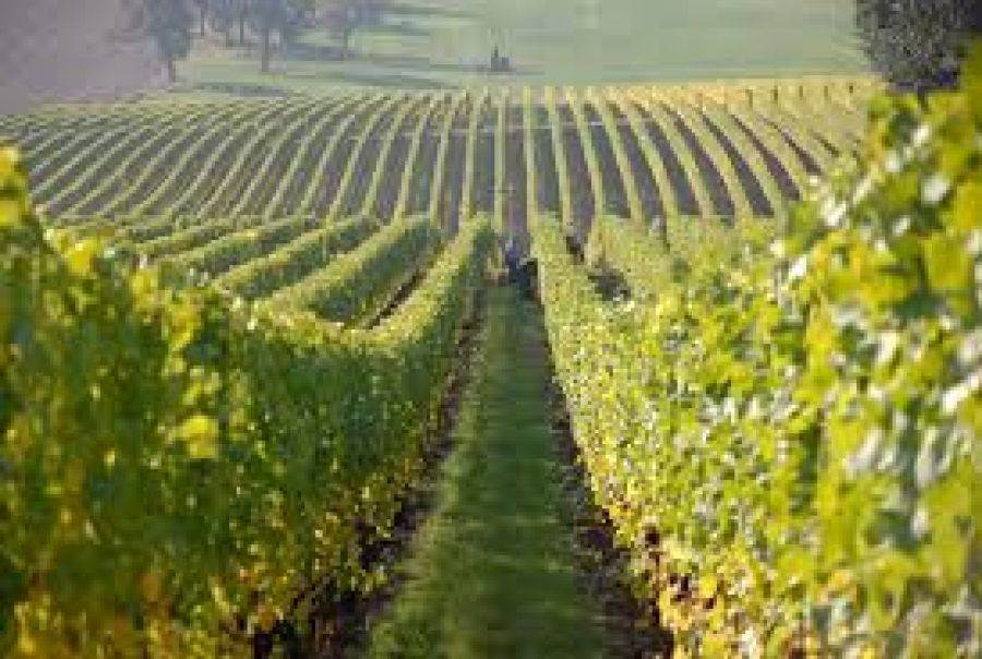 Oiv: 20 risoluzioni su pratiche enologiche e viticultura