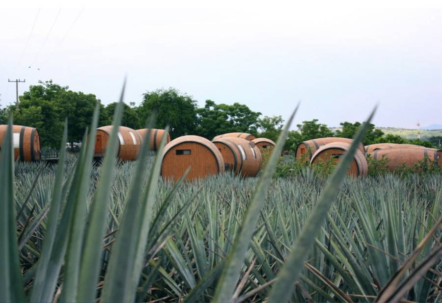 Tequila “green”: verso coltivazioni più sostenibili